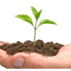 Семена растений купить по низкой цене в Украине Семена растений купить по низкой цене в Украине