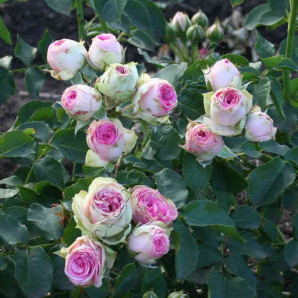 Саджанці троянд сорт Мімі Еден