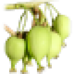 Саженцы актинидии купить в Украине. Весна 2024