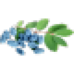 Саджанці жимолості