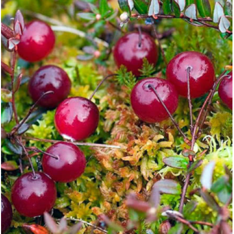 Саджанці журавлини Ерлі Блек 1 річні, конт. 1л Саджанці журавлини Ерлі Блек 1 річні, конт. 1л