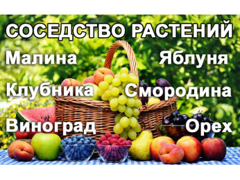 Cоседство растений. Совместимость растений на огороде