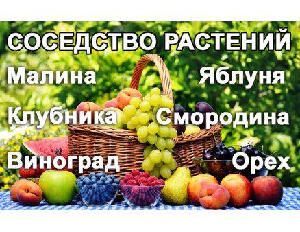 Cоседство растений. Совместимость растений на огороде