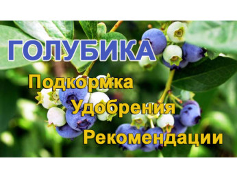 Подкормка голубики садовой. Разновидности удобрений для голубики