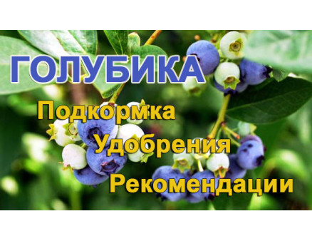 Подкормка голубики садовой. Разновидности удобрений для голубики