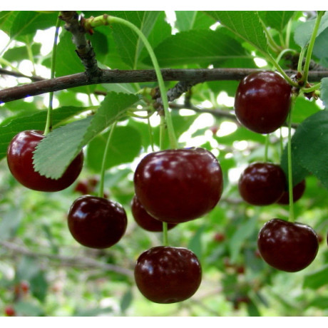 Вишня сорт Зустріч, підщепа магалєпка