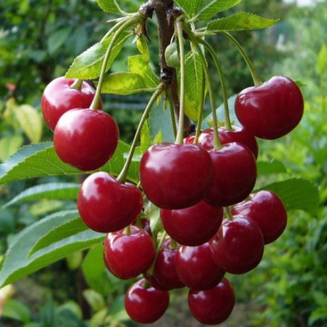 Вишня рання сорт Чудо Вишня, підщепа магалєпка