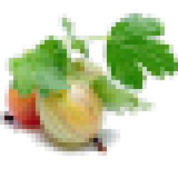 Саджанці агрусу Саджанці агрусу