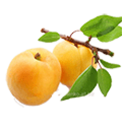 Саджанці абрикосу Саджанці абрикосу