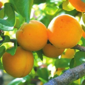 Абрикос сорт Мелитопольский ранний Абрикос сорт Мелитопольский ранний