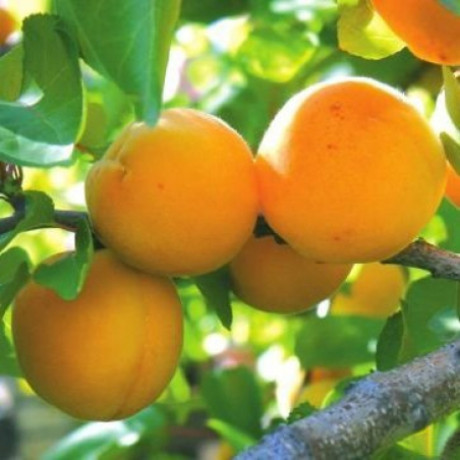 Абрикос сорт Мелитопольский ранний Абрикос сорт Мелитопольский ранний
