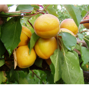 Абрикос сорт Сатисфекшн Абрикос сорт Сатисфекшн