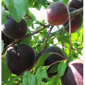 Абрикос сорт Черный Бархат, подвой жердель Абрикос сорт Черный Бархат, подвой жердель