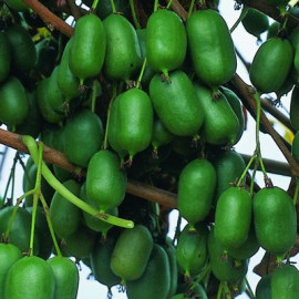 Актинидия сорт Оригинальная 4 летняя, конт. 7.5 л