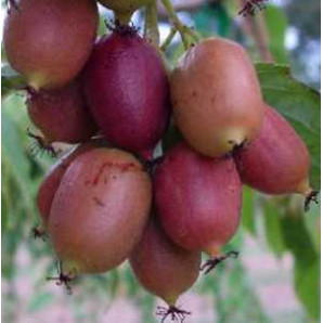 Актинидия сорт Пурпурная, 1 летняя, конт. Р9