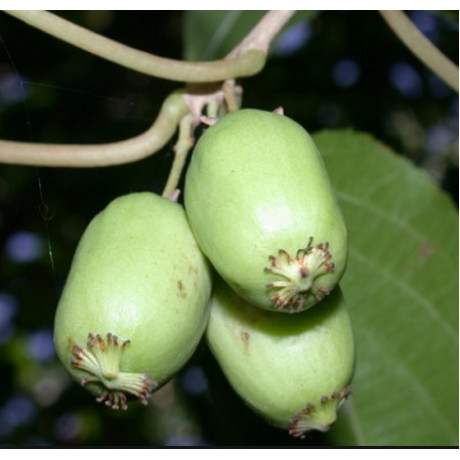 Актинидия сорт Киевская Гибридная 3 летняя, конт. 5 л