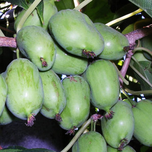 Актинидия крупноплодная 1 летняя, конт. P9