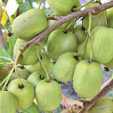 Актинідія Римма 2 річна, конт. 3 л