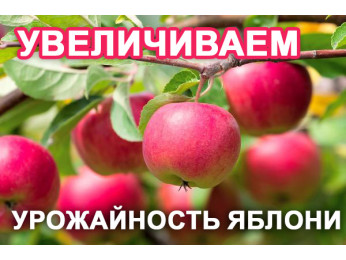 Как повысить урожайность яблонь, рекомендации от Клиома Сервис