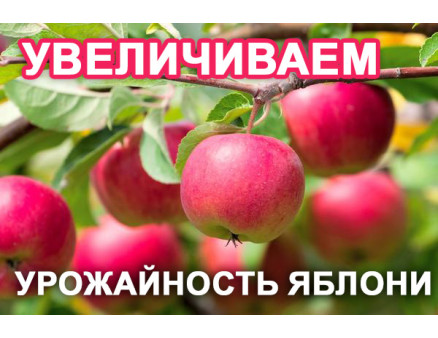 Как повысить урожайность яблонь, рекомендации от Клиома Сервис