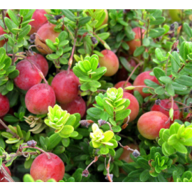 Саджанці журавлини Бен Лір 1 річні, конт. P9