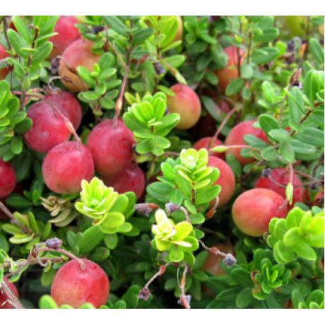 Саженцы клюквы сорт Бен Лир 2 летние, конт. 3 л Саженцы клюквы сорт Бен Лир 2 летние, конт. 3 л