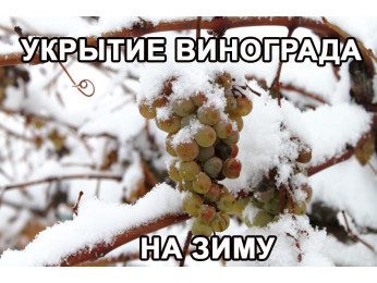 Укрытие винограда на зиму. Схемы укрытия и рекомендации