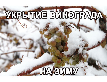 Укриття винограду на зиму - рекомендації від професіоналів