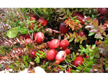 Клюква: как вырастить и ухаживать?