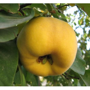 Айва сорт Щедра Айва сорт Щедра