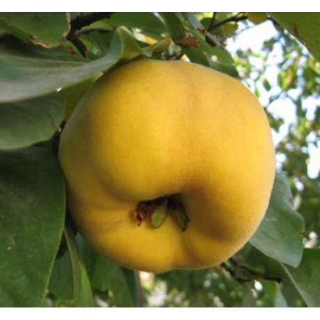 Айва сорт Щедра