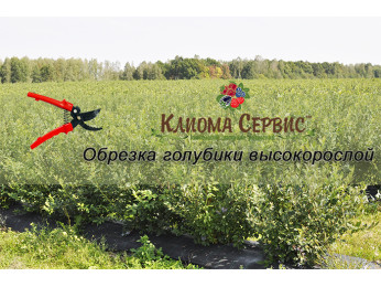 Обрезка голубики высокорослой: типы, особенности.