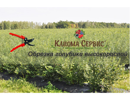 Обрезка голубики высокорослой: типы, особенности. Обрезка голубики высокорослой: типы, особенности.