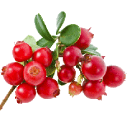 Саджанці брусниці Саджанці брусниці