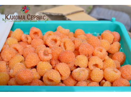 Малина сорт Утренняя Роса (желтая)