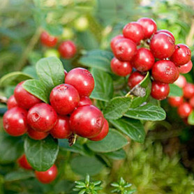 Брусника Коралл (Coralle) 1 летняя, конт. Р9 Брусника Коралл (Coralle) 1 летняя, конт. Р9