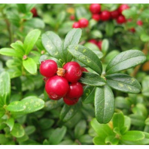 Брусниця Мініма 2 річна Брусниця Мініма 2 річна