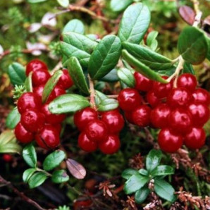 Брусниця Ред Кенді 2 річна Брусниця Ред Кенді 2 річна