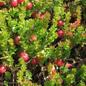 Саженцы клюквы Ховес 3 летние, конт. 7.5 л