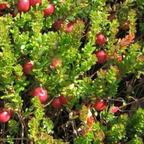 Саженцы клюквы Ховес 3 летние, конт. 7.5 л