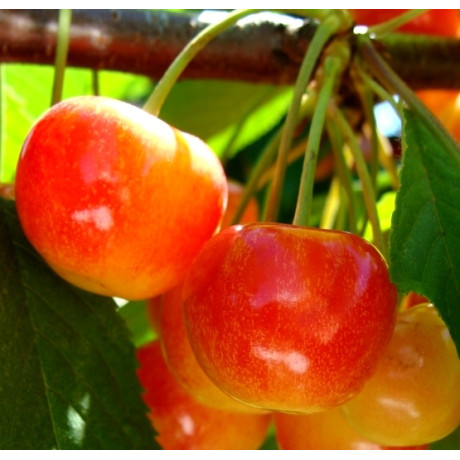 Саджанці черешні ранньої сорт Присадибна, підщепа магалєпка