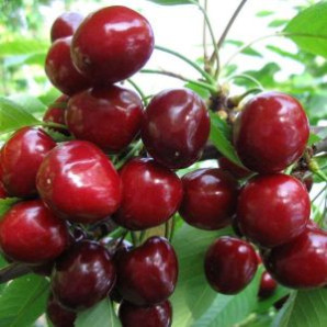 Саджанці черешні ранньої сорт Валерій Чкалов, підщепа магалєпка Саджанці черешні ранньої сорт Валерій Чкалов, підщепа магалєпка