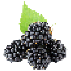 Саженцы ежевики