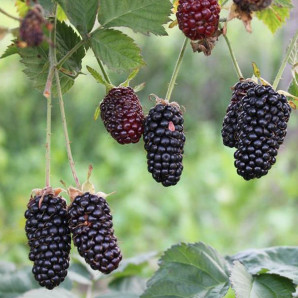 Саженцы ежевики сорт Блэк Бьюти 2 летние, конт. 2 л Саженцы ежевики сорт Блэк Бьюти 2 летние, конт. 2 л