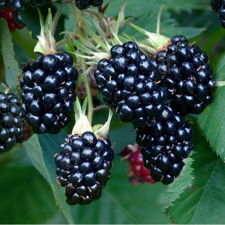 Саженцы ежевики сорт Честер 4 летние, конт. 20 л