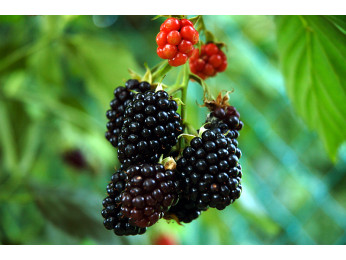 Ягода ожини і її корисні властивості для здоров'я людини