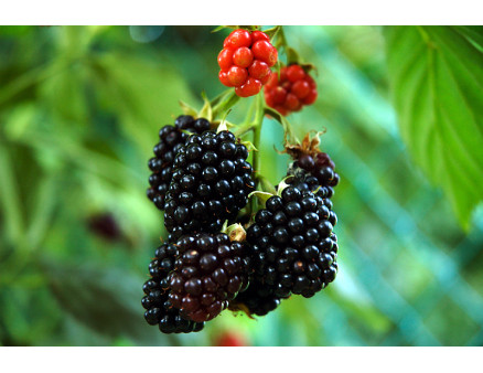 Ягода ежевики и ее полезные свойства для здоровья человека