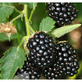 Саженцы ежевики сорт Бжезина 1 летние, конт. Р9