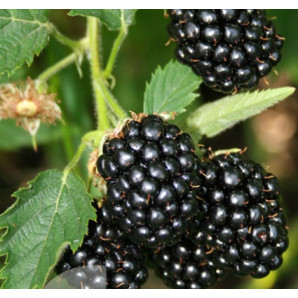 Саженцы ежевики сорт Бжезина 1 летние, конт. Р9