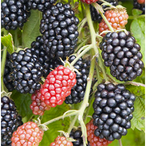 Саженцы ежевики сорт Полар 1 летние, конт. Р9 Саженцы ежевики сорт Полар 1 летние, конт. Р9